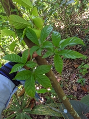 Tabernaemontana grandiflora