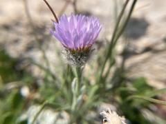 Erigeron lackschewitzii