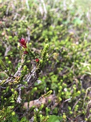Exobasidium cassiopes