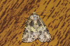 Lacinipolia strigicollis