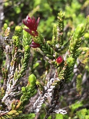 Exobasidium cassiopes