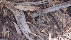 Holconia murrayensis