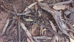 Holconia murrayensis