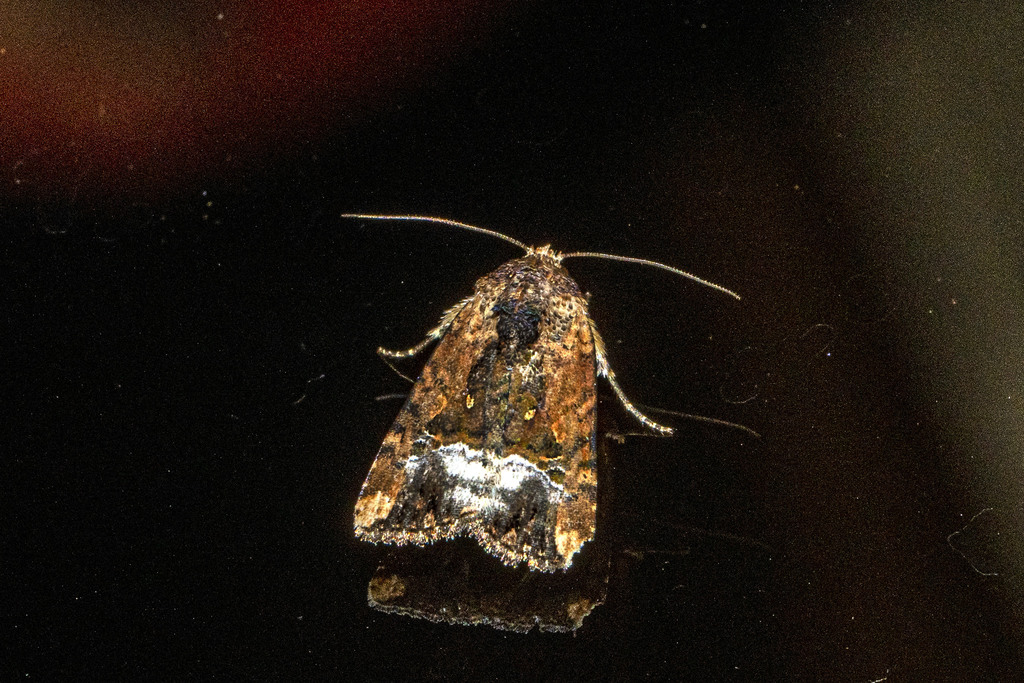Elaphria guttula