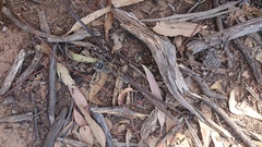 Holconia murrayensis