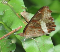 Eurytela hiarbas angustata