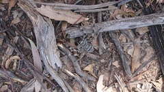 Holconia murrayensis