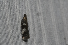 Acrobasis vaccinii