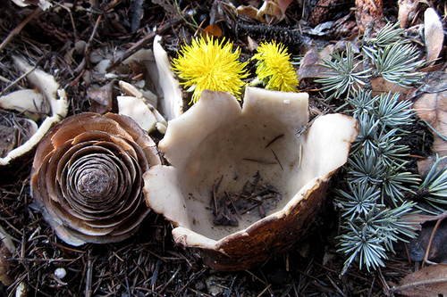 Geopora sumneriana image