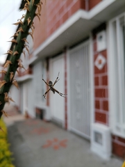 Argiope argentata