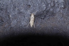 Chaoborus punctipennis