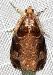 Olethreutes footiana