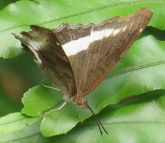 Eurytela hiarbas angustata
