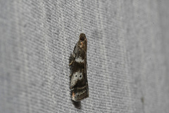 Acrobasis vaccinii