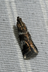 Acrobasis vaccinii