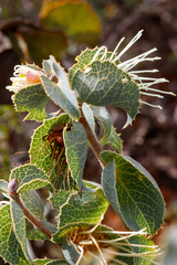 Hakea conchifolia