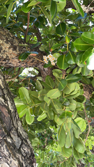 Calophyllum inophyllum
