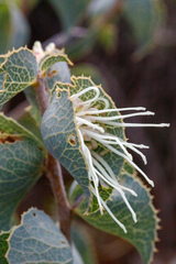 Hakea conchifolia