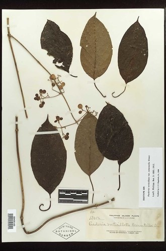 Whorled Sewervine (Paederia verticillata)