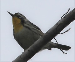 Setophaga dominica image