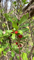 Vaccinium calycinum