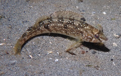 Hexagrammos stelleri