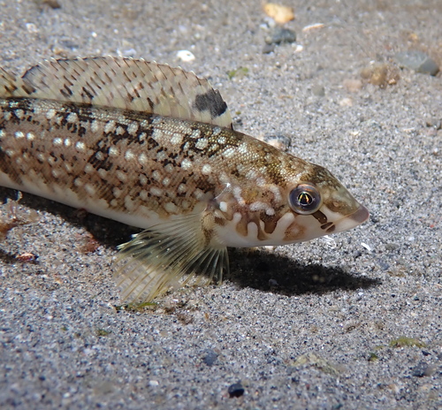Whitespotted Greenling