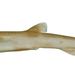 Slender Sawtail Catshark - Photo (c) 
CSIRO National Fish Collection, some rights reserved (CC BY)