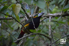 Selenidera maculirostris