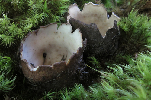Geopora sumneriana image