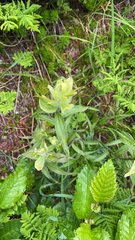 Castilleja unalaschcensis