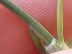 Carex incurviformis