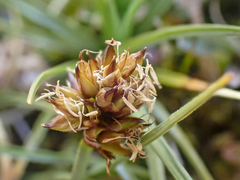 Carex incurviformis