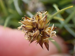 Carex incurviformis