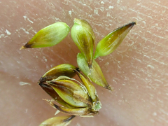 Carex incurviformis