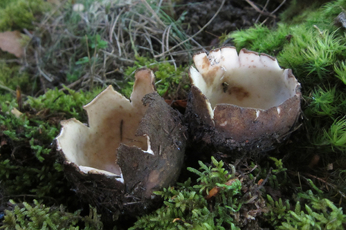 Geopora sumneriana image