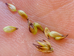 Carex incurviformis