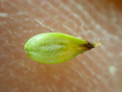 Carex incurviformis
