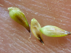 Carex incurviformis