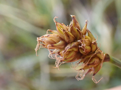 Carex incurviformis