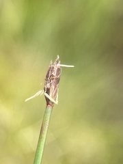 Eleocharis quinqueflora