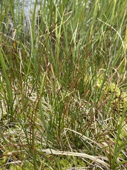 Eleocharis quinqueflora