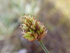 Carex incurviformis