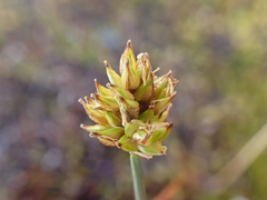 Carex incurviformis