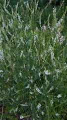 Melilotus albus image