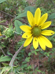 Helianthus resinosus
