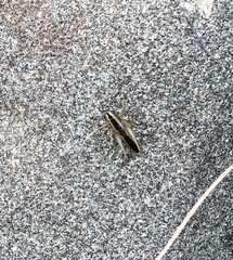 Conocephalus spartinae