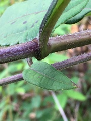 Helianthus resinosus