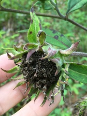 Helianthus resinosus