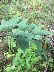 Helianthus resinosus